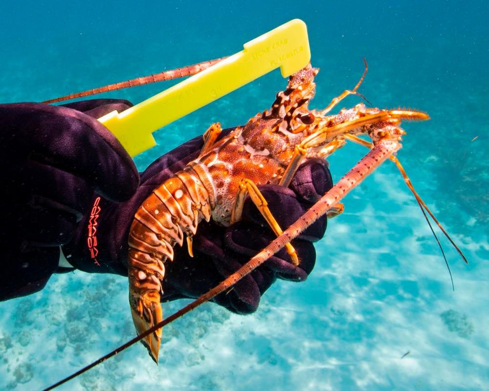 Florida Keys Mini Lobster Season Event